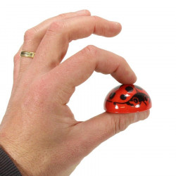 Puce sauteuse coccinelle