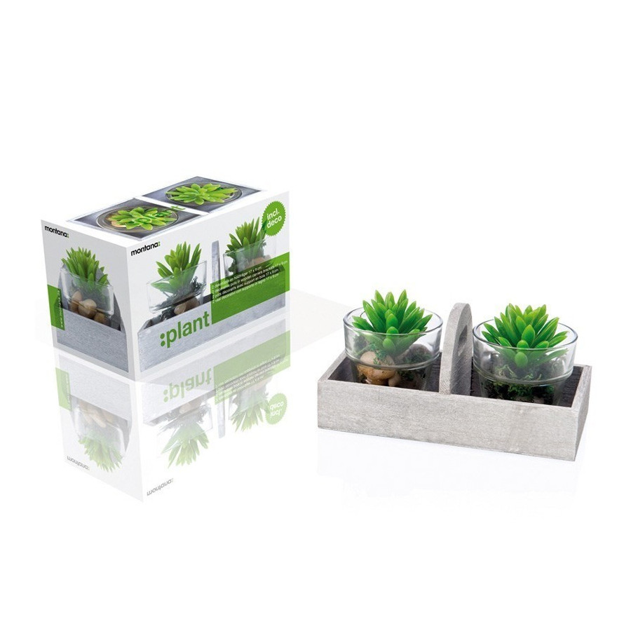 Ensemble déco avec 2 plantes Montana